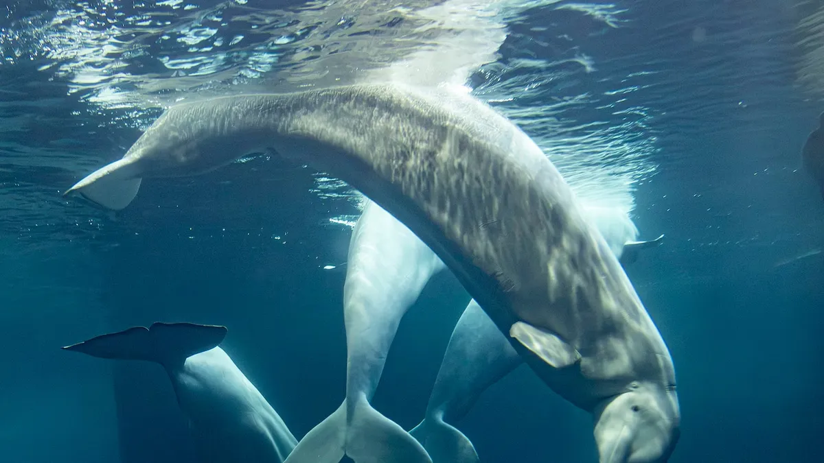 Tragic Beluga Whale Deaths Raise Alarm at Chicago Aquarium