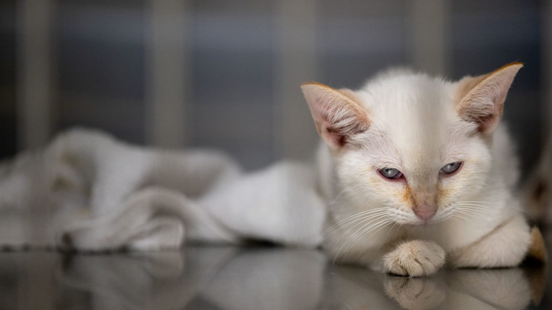Cat Owners Drive Pet Retail Growth Amid Dog Sector Slump