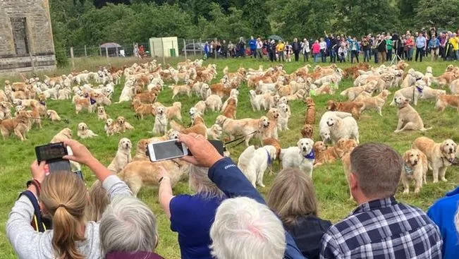 Historic Scottish Estate to Host Global Golden Retriever Summit