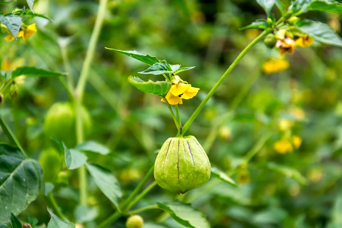 Master the Harvest: How to Determine Tomatillo Ripeness