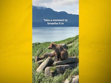 Katmai National Park Bears Star in Nat Geo Moment on the Earth