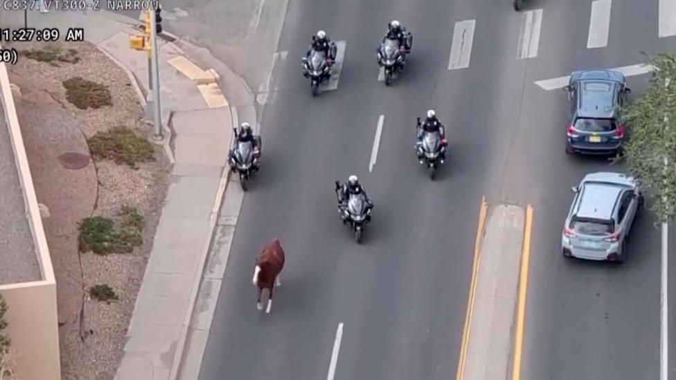 New Mexico Police on Motorbikes Safely Capture Runaway Horse