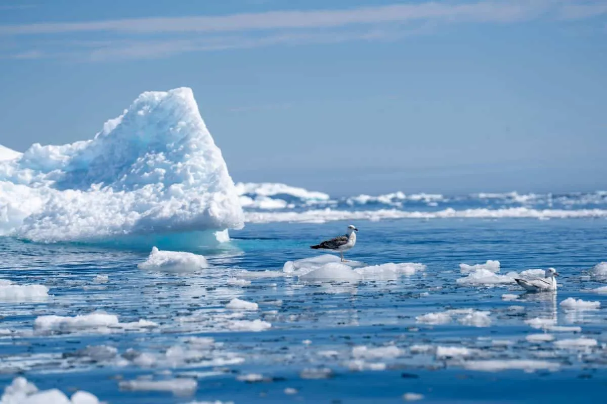 Deep Ocean Starfish Challenge Polar Bears as Apex Predators