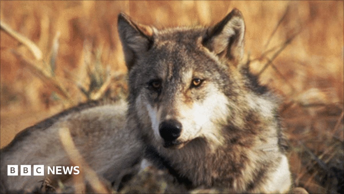 Trump Strips Gray Wolf Protections Under Endangered Species Act