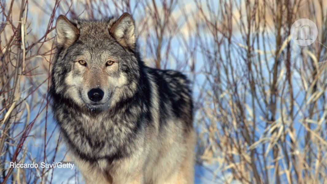 Trump Strips Gray Wolf Protections Under Species Act