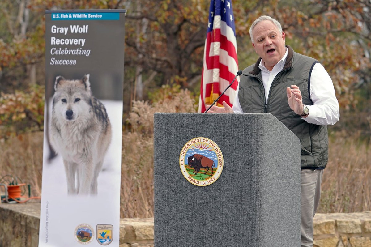 US Delists Gray Wolves to Ease Rural Ranching Rules