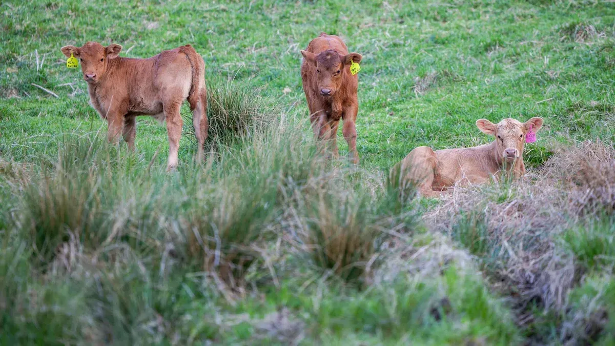 Tariff-Free Beef Import Plan Sparks Backlash in Virginia
