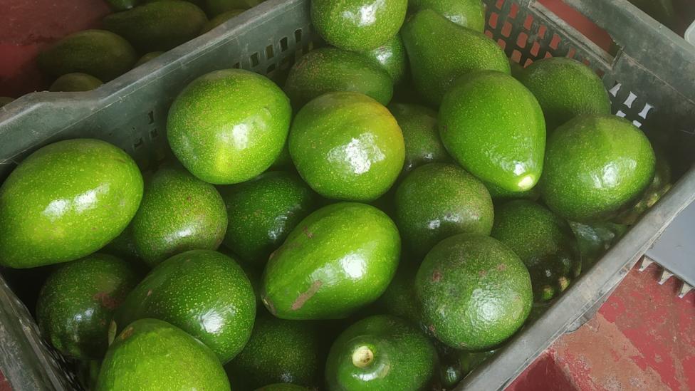 Why India Is Expanding Domestic Avocado Production Now