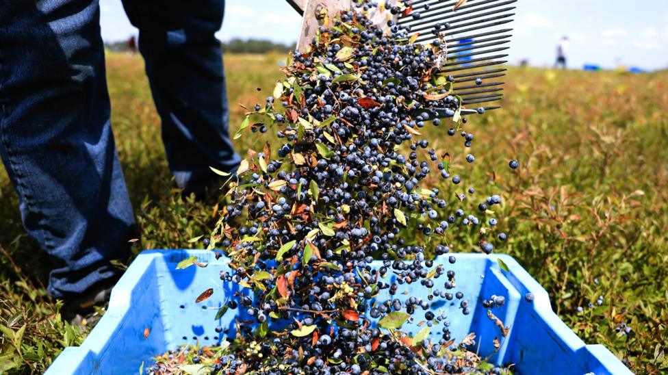 AI Harvest Timing Tools Gain Ground With US Farmers